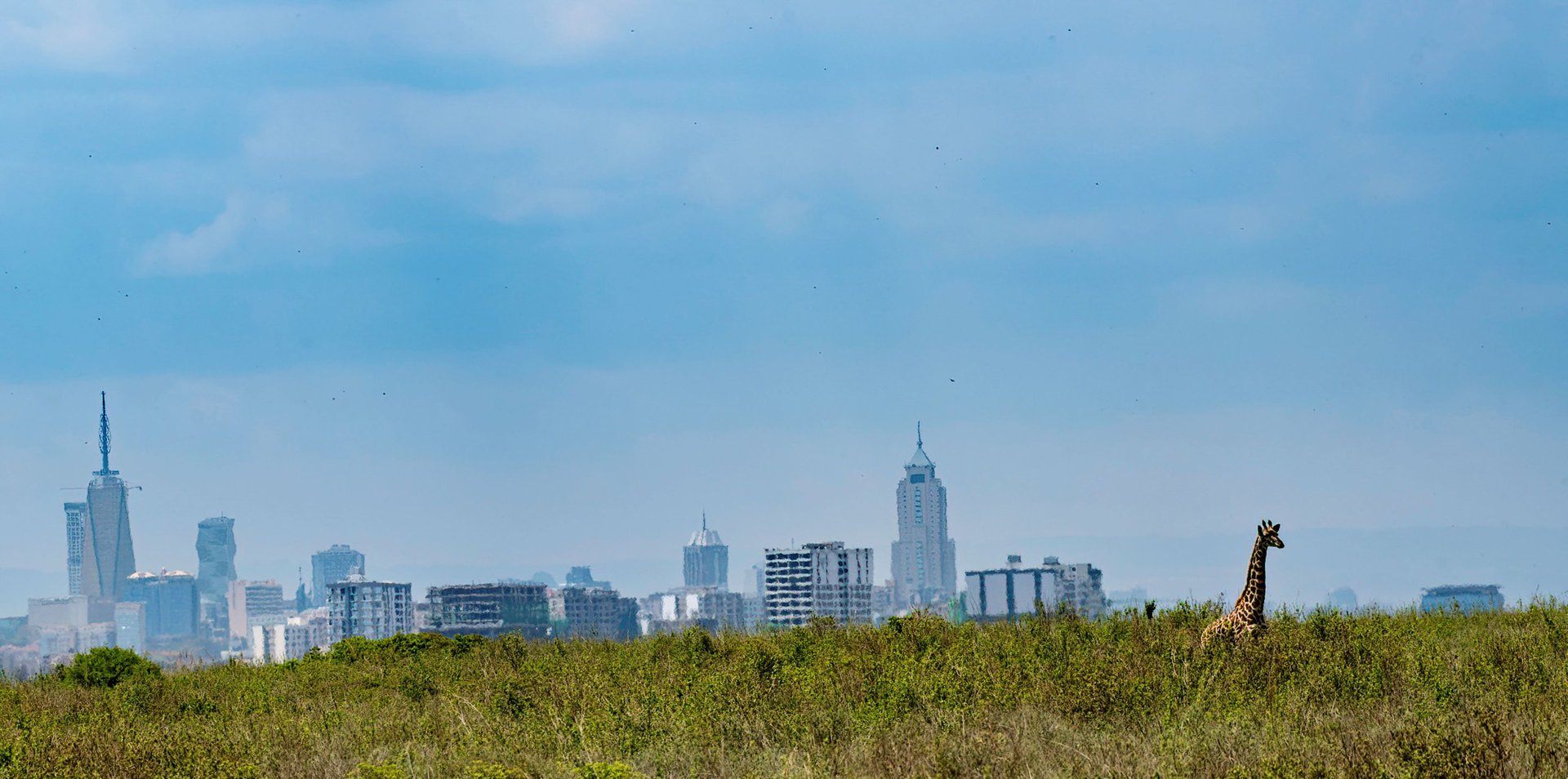 Nairobi city skyline seen across Nairobi National Park with a giraffe in the foreground — private aircraft charter Nairobi and Kenya